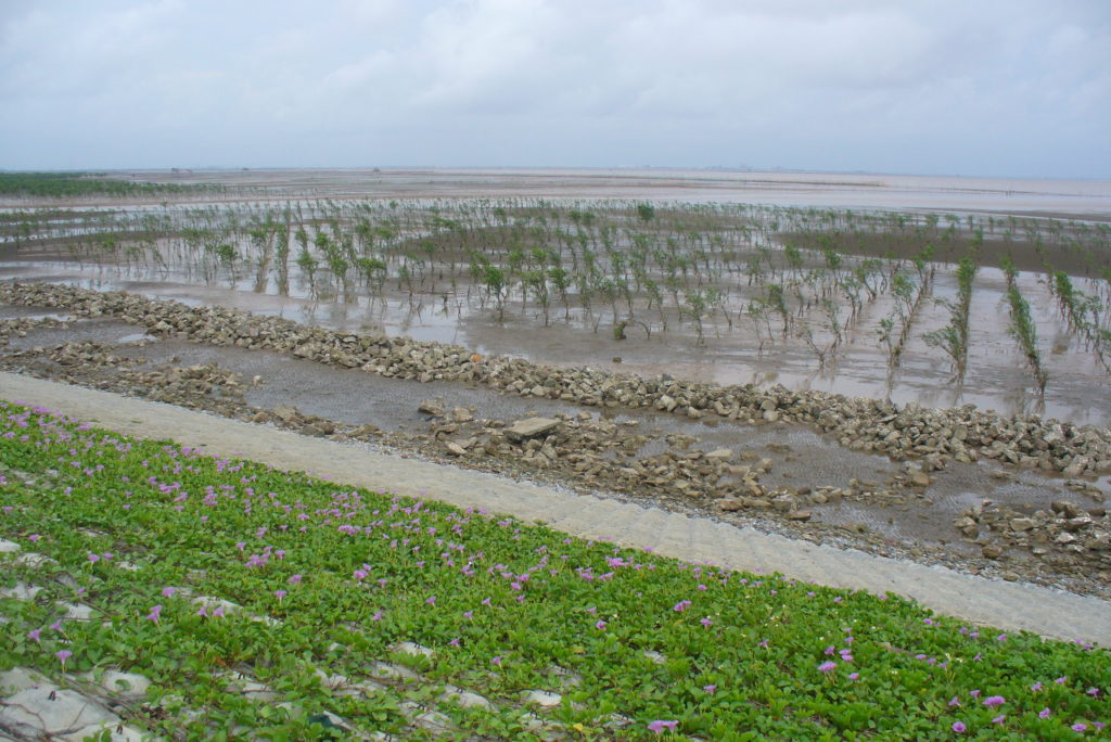 Coast near HaiPhong, with young mangroves in front of sea dike with revetment blocks